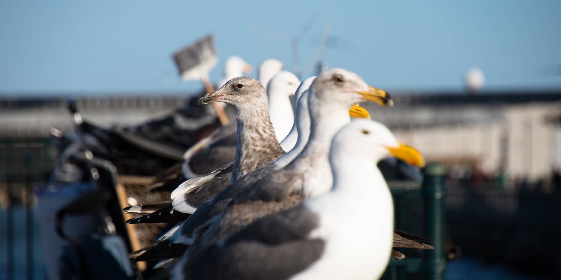 Seagulls